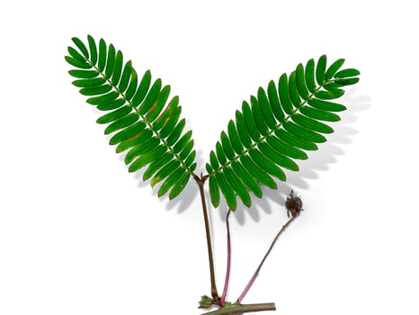 Close up of Sensitive plant leaves. Mimosa pudica photo