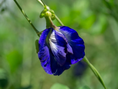 Blue Pea flower or Butterfly Pea flower photo