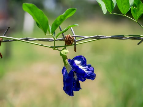 Blue Pea flower or Butterfly Pea flower photo