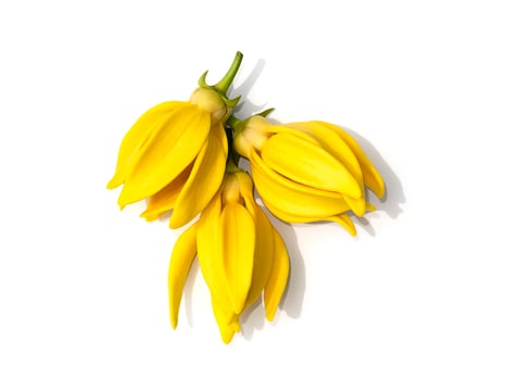 fragrant flowers of climbing ylang-ylang on white background. photo