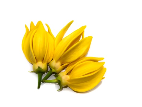 fragrant flowers of climbing ylang-ylang on white background. photo