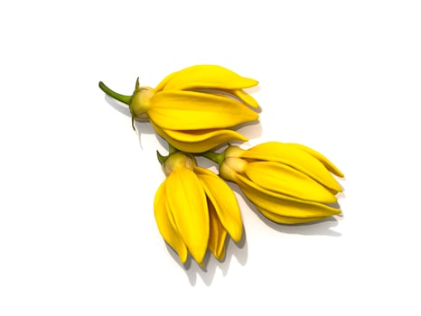 fragrant flowers of climbing ylang-ylang on white background. photo