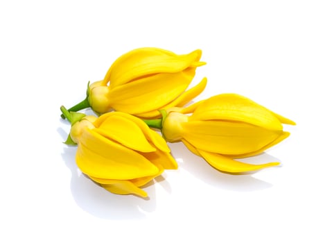 fragrant flowers of climbing ylang-ylang on white background. photo