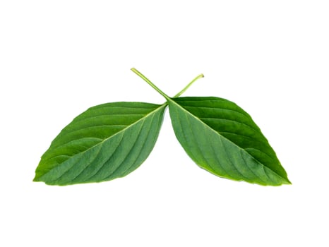 Sweet Basil leaves on white background. photo