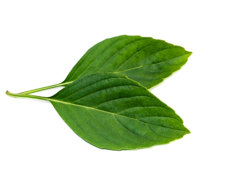 Sweet Basil leaves on white background. photo