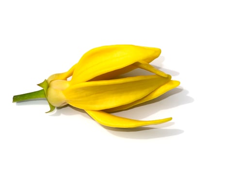 fragrant flowers of climbing ylang-ylang on white background. photo