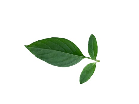 Close up Hairy Basil leaves on white background. photo