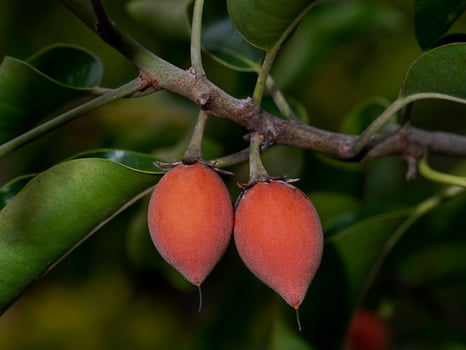 Close up rip Spanish Cherry fruit, Tanjong tree or Bullet wood. photo