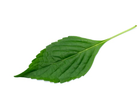 Asian herb - Tree Basil leaf on white background. photo