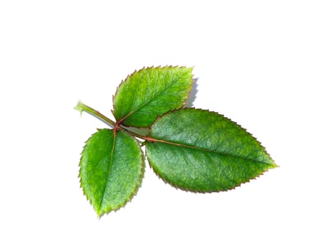 Close up green rose leaf on white background. photo