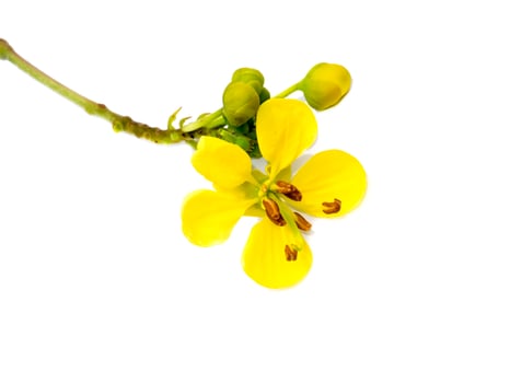 Close up flower of Cassod tree or Senna siamea on white background. photo