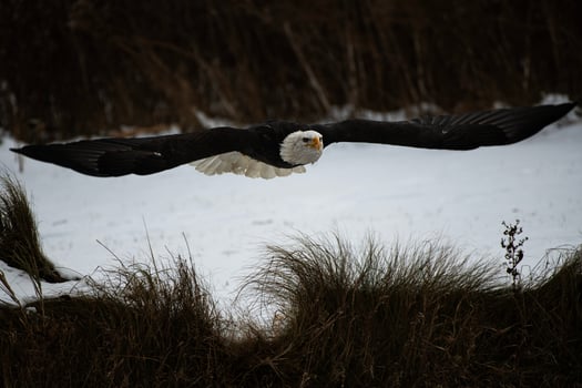 Bald Eagle in Flight in Winter photo