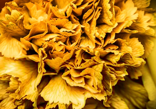 Abstract floral background, yellow carnation flower petals. Macro flowers backdrop for holiday brand design photo