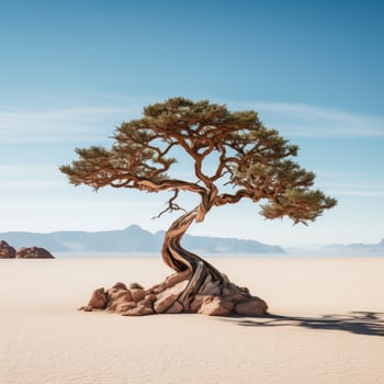 Twisted pine tree in desert landscape photo