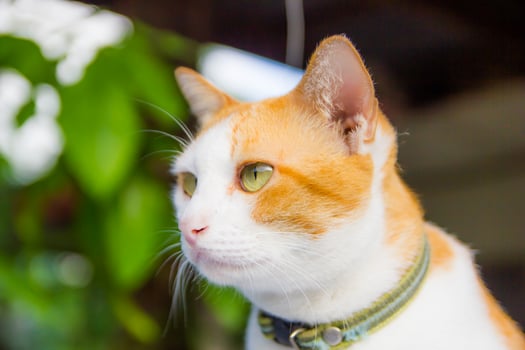 Cat close up photo