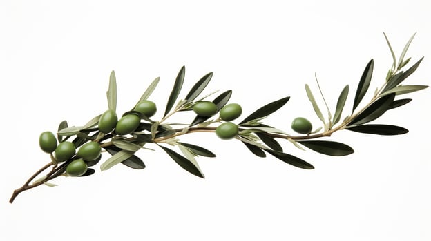 Olive branch with green olives photo