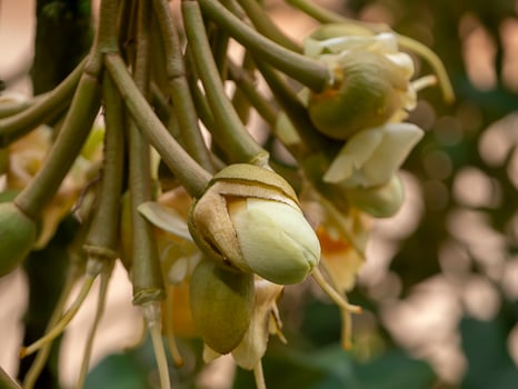 Close up Durian flower is blooming on tree. photo
