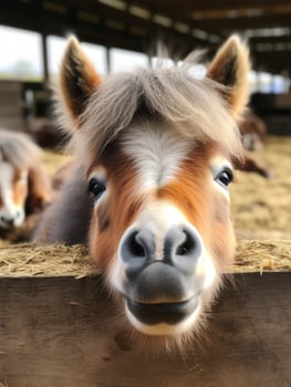 Closeup of a curious horse in a barn photo