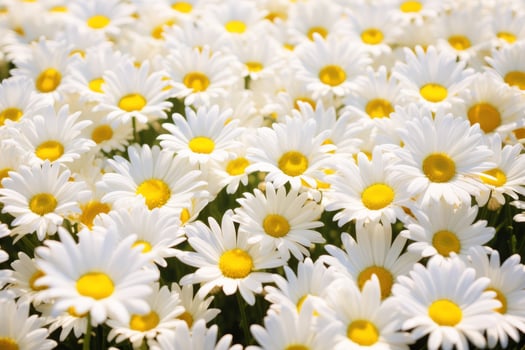 field of white daisies photo