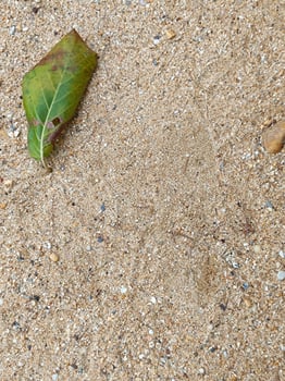 Sand texture and leaf, at beach. photo