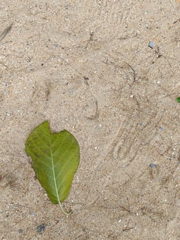 Green and yellowies fallen leaf lying on beach sand. photo
