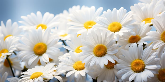 beautiful white daisy flowers in full bloom photo