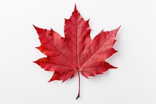 Vibrant red maple leaf on white background photo