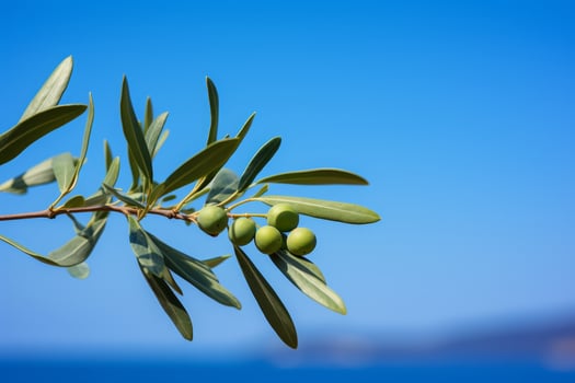 Close up of green olives on olive tree branch against blue sky photo