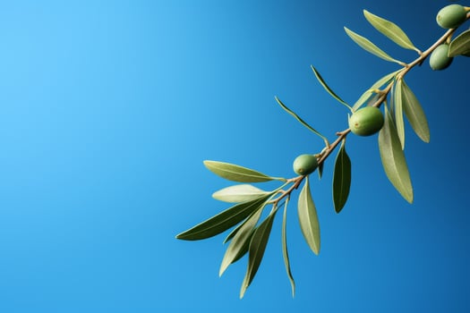 close up of olive branch with green olives photo
