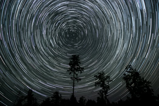 Amid a dark wilderness, brilliant star trails spiral around the North Star, illuminating the night sky while silhouettes of trees stand in stillness below. photo
