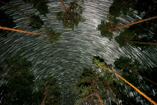 Under a starlit sky, bright trails of stars spiral around the North Star, creating a magical effect above tall pine trees in a quiet forest. photo