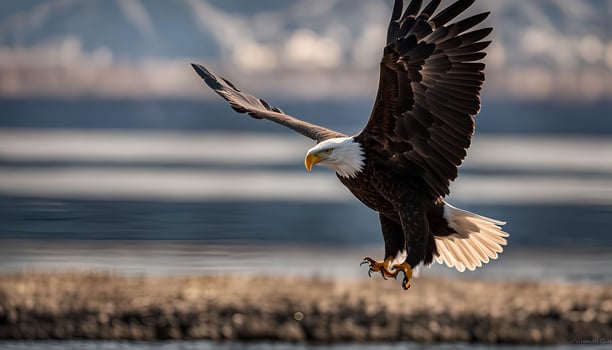 Majestic Bald Eagle in Flight photo