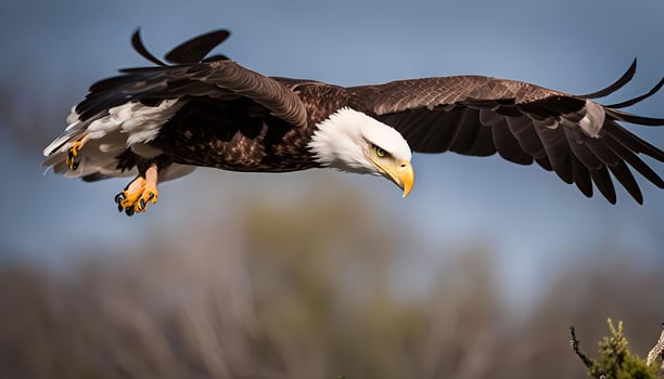 Majestic Bald Eagle in Flight photo