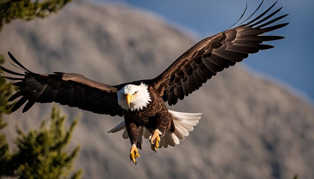 Bald Eagle in Flight photo