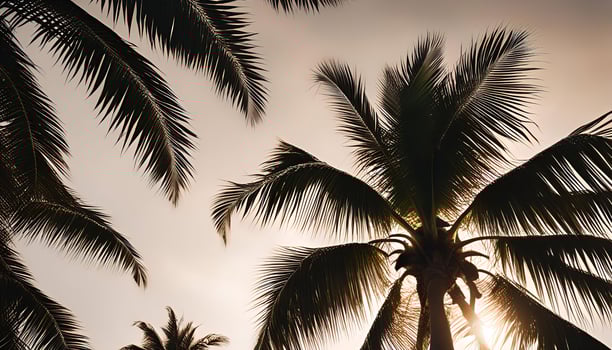 Silhouettes of Palm Trees Against a Sunset Sky photo