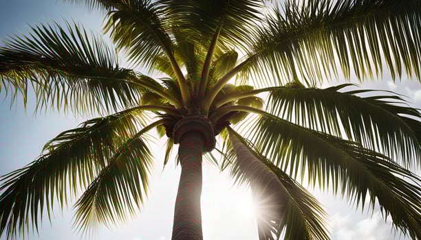 Palm Tree Under a Sunny Sky photo