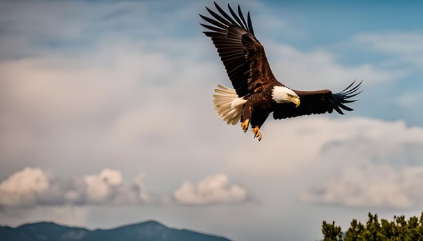 Majestic Bald Eagle Soaring Through the Sky photo