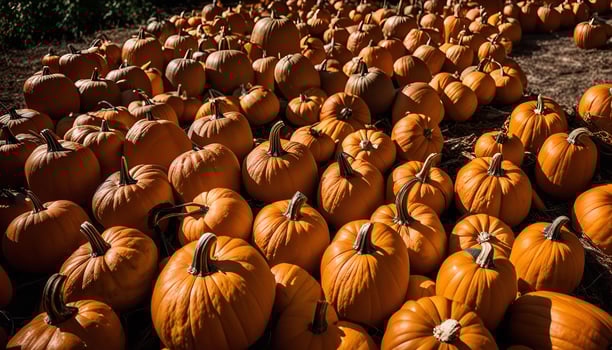 A Bountiful Harvest of Pumpkins photo