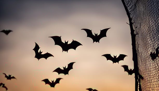 Bats in Flight at Sunset photo