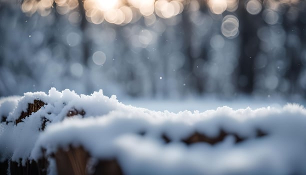 Snowy Forest snow photo