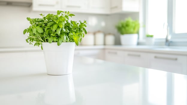 Indoor herb garden in white pot on kitchen counter. photo
