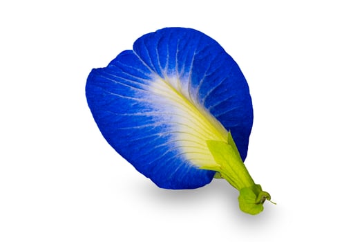 Closeup rear view of blooming single blue butterfly pea flower. photo