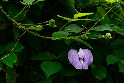 View of blooming purple Spurred Butterfly pea flower with green leaves. photo