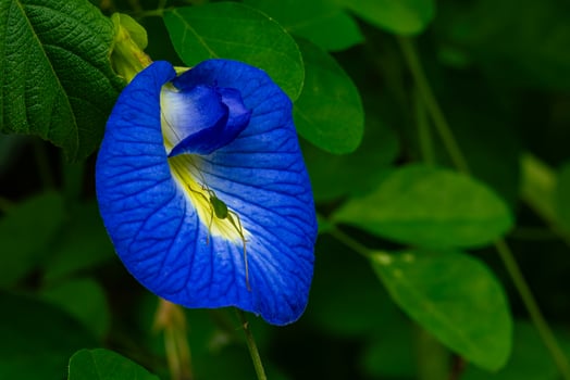 View of single blooming blue Butterfly Pea Flower photo