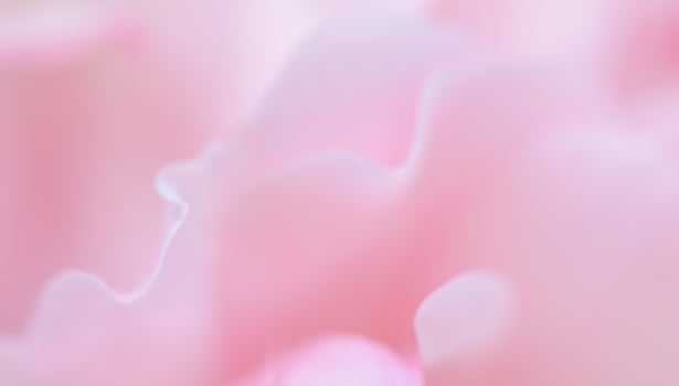 Soft focus, abstract floral background, pink rose flower petals. Macro flowers backdrop for holiday brand design photo