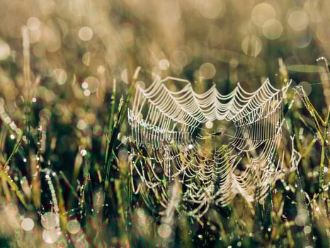 Spider net on wheat feild photo
