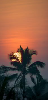Sunset Behind Silhouetted Palm Tree photo