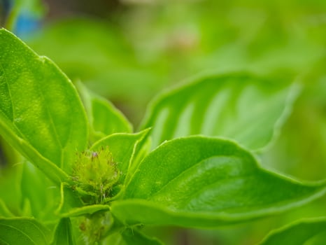 A close up of a green plant with a flower photo