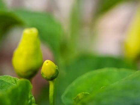 A green plant with yellow flowers growing on it photo