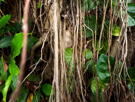 A bird sitting on a tree branch with leaves photo
